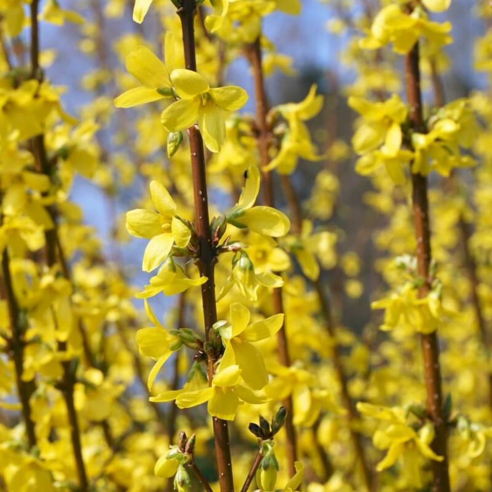 Forsythia (forsythia x intermedia 'lynwood gold') - godet - taille 13/25cm