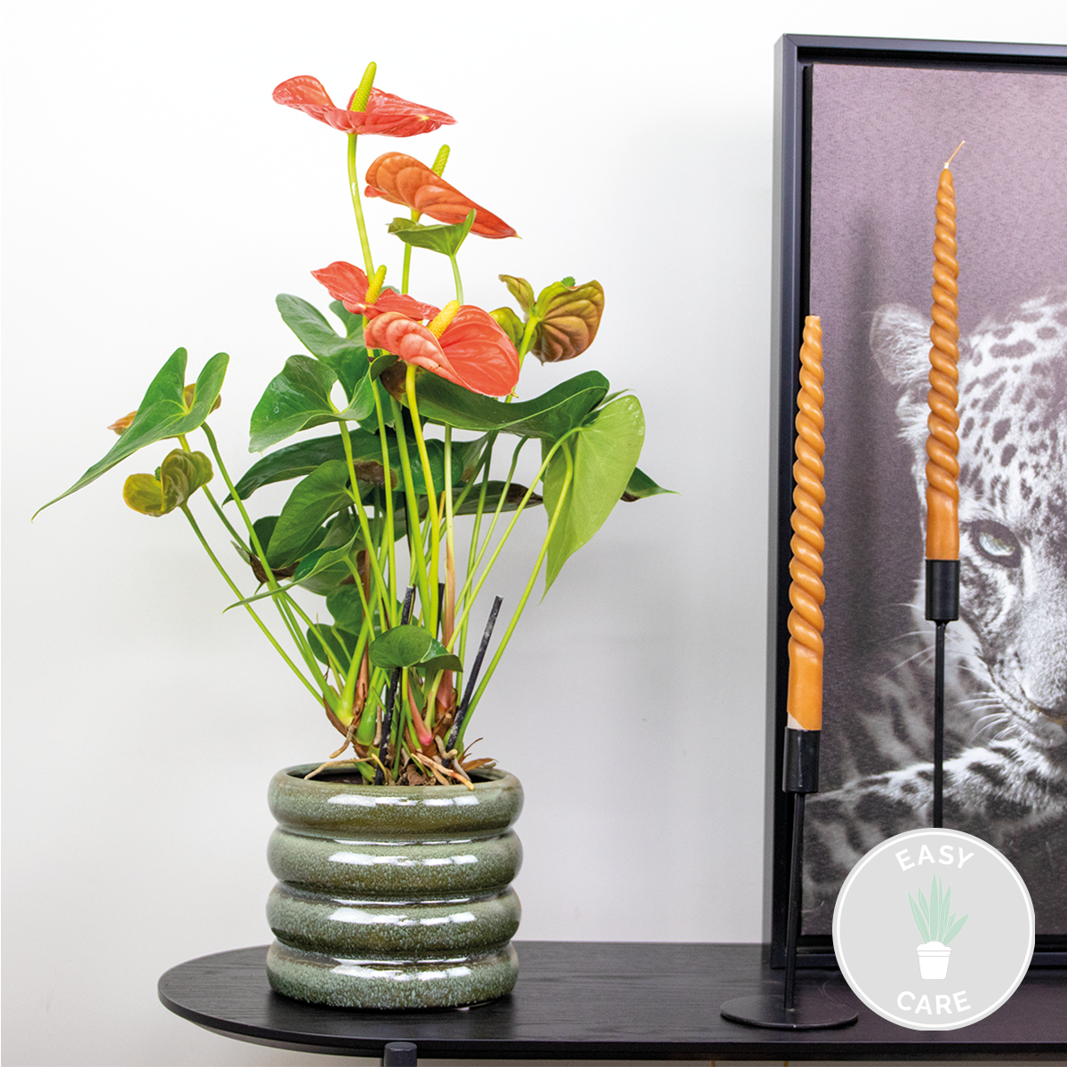 Anthurium 'aristo' orange - plante flamingo - entretien facile - ⌀14 cm - ↕45-55 cm
