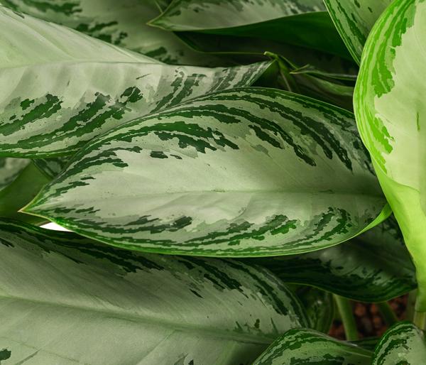Kolbenfaden - Aglaonema commutatum 'Silver