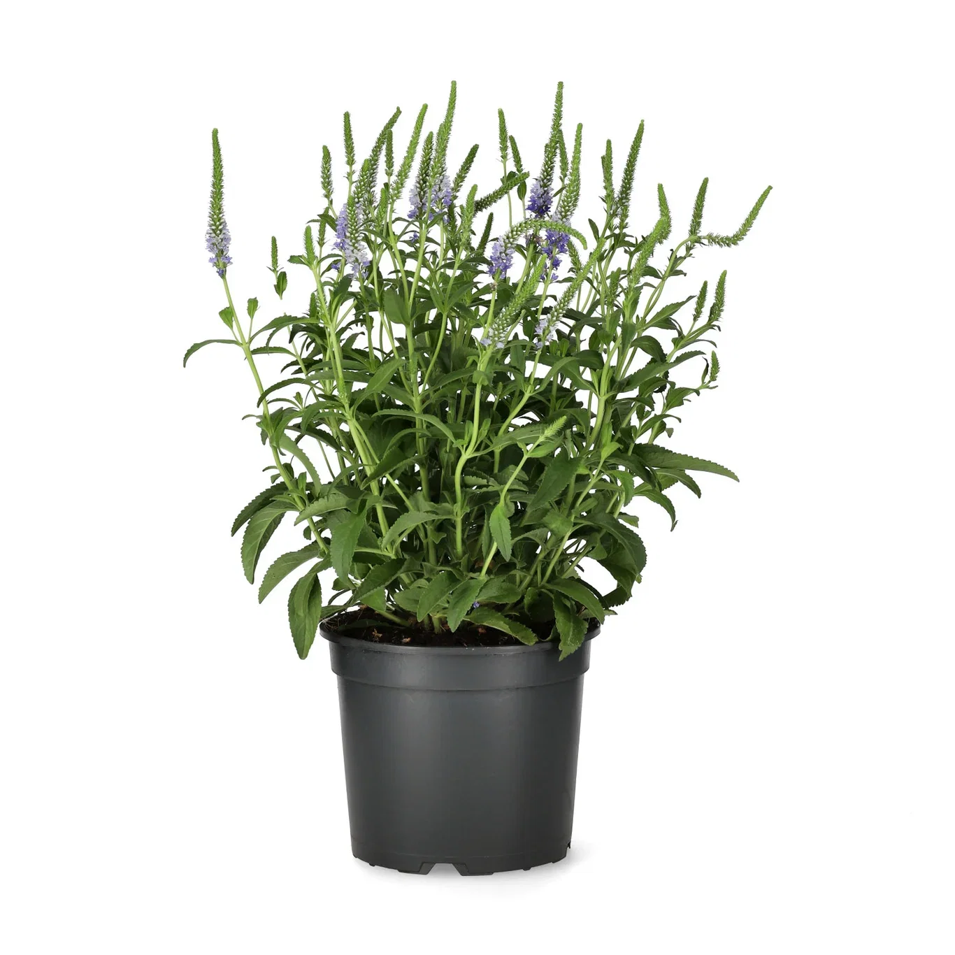 Veronica spicata ANNIVERSARY BLUE ('Florvsbl1' ) Aksveronika ANNIVERSARY BLUE Ø17 cm