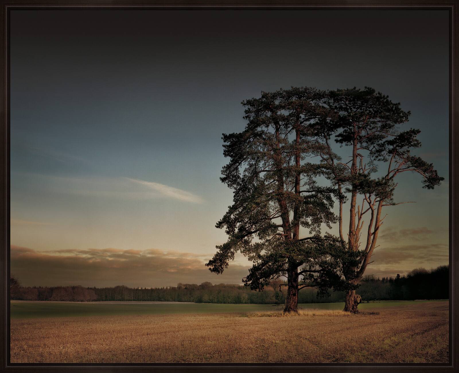 St Giles House Park Trees at Sunset by Justin Barton - Limited Edition. Edition of: 150. Signed.