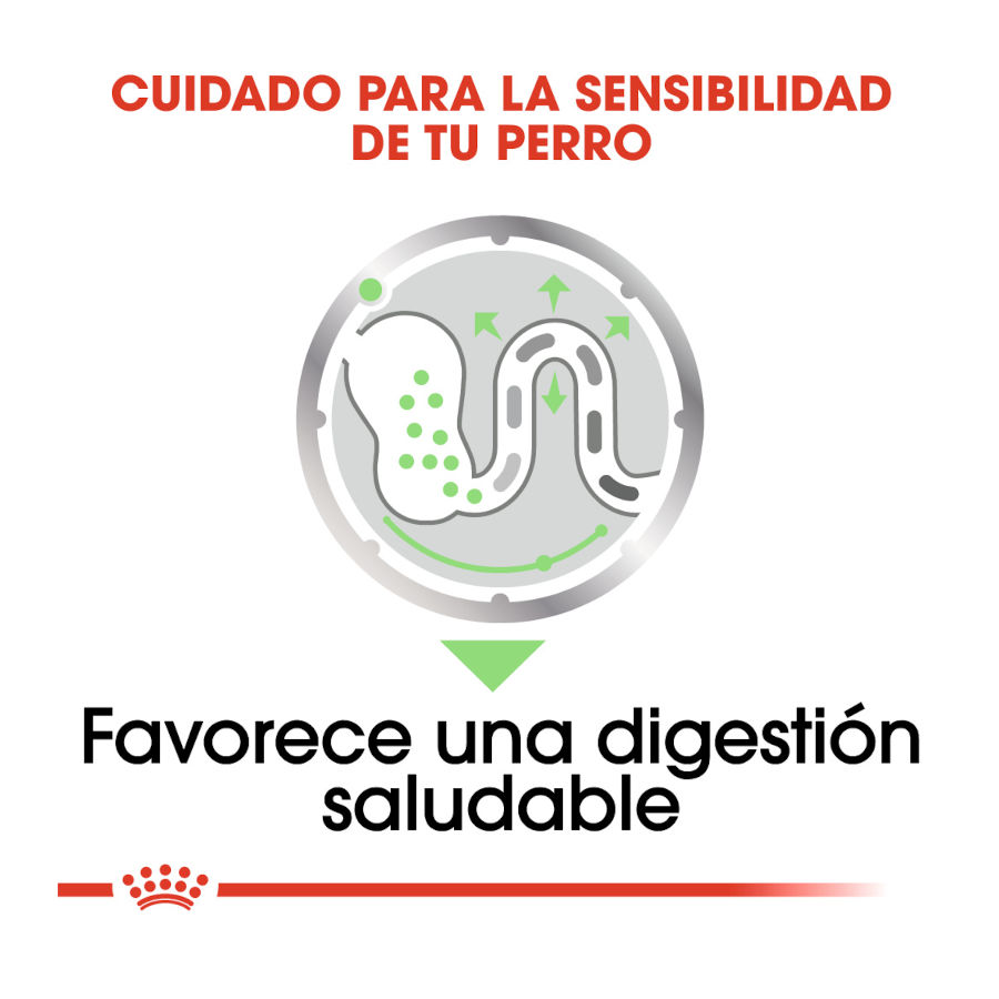 Sachês de patê Royal Canin Digestive Care para cães