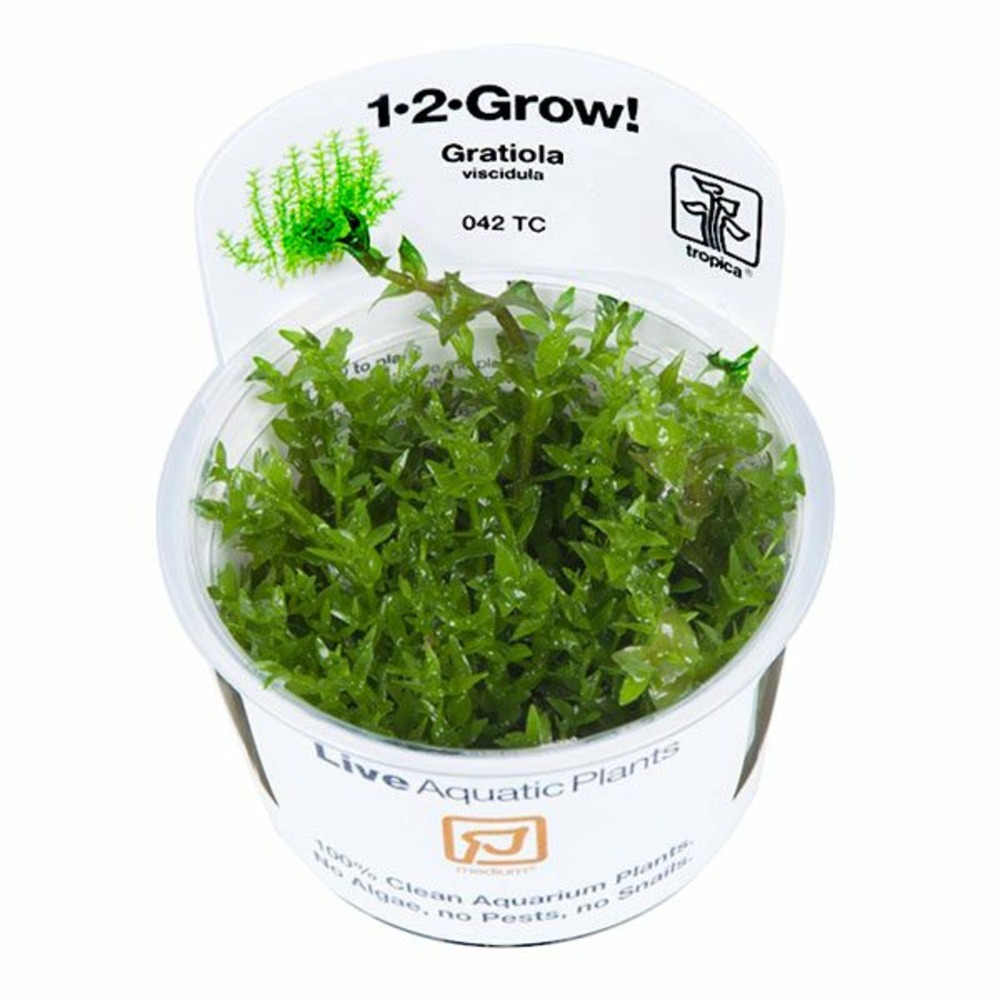 Gratiola viscidula in vitro