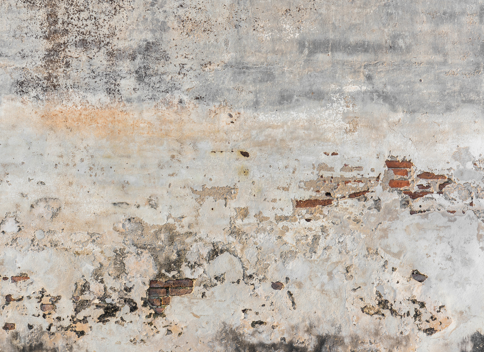 Fototapete DESIGNWALLS - grau-braun - Beton - 2,55 Meter