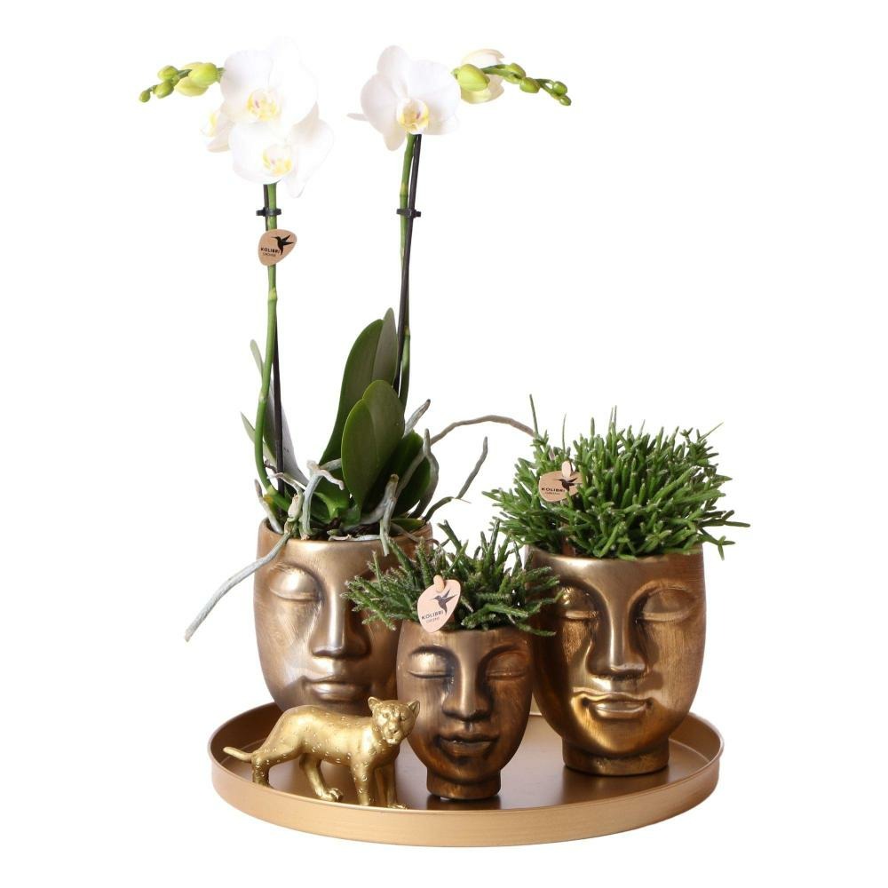 Ensemble complet de plantes face-2-face or | ensemble de plantes vertes avec orchidée phalaenopsis blanche et rhipsalis