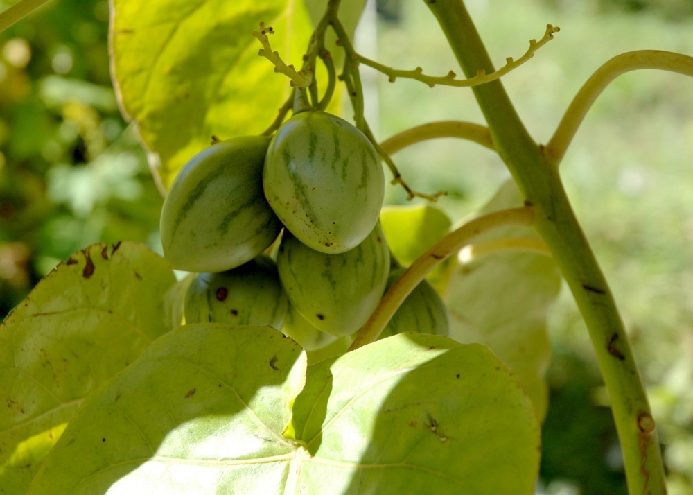 Kit cadeau - arbre à tomates - 50 graines - cyphomandra betacea