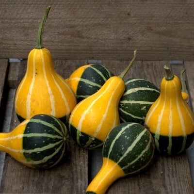 Sierkalebas (Cucurbita 'Pear Bicolor') D 10 cm