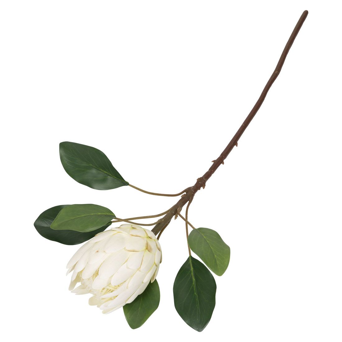Protea blomst