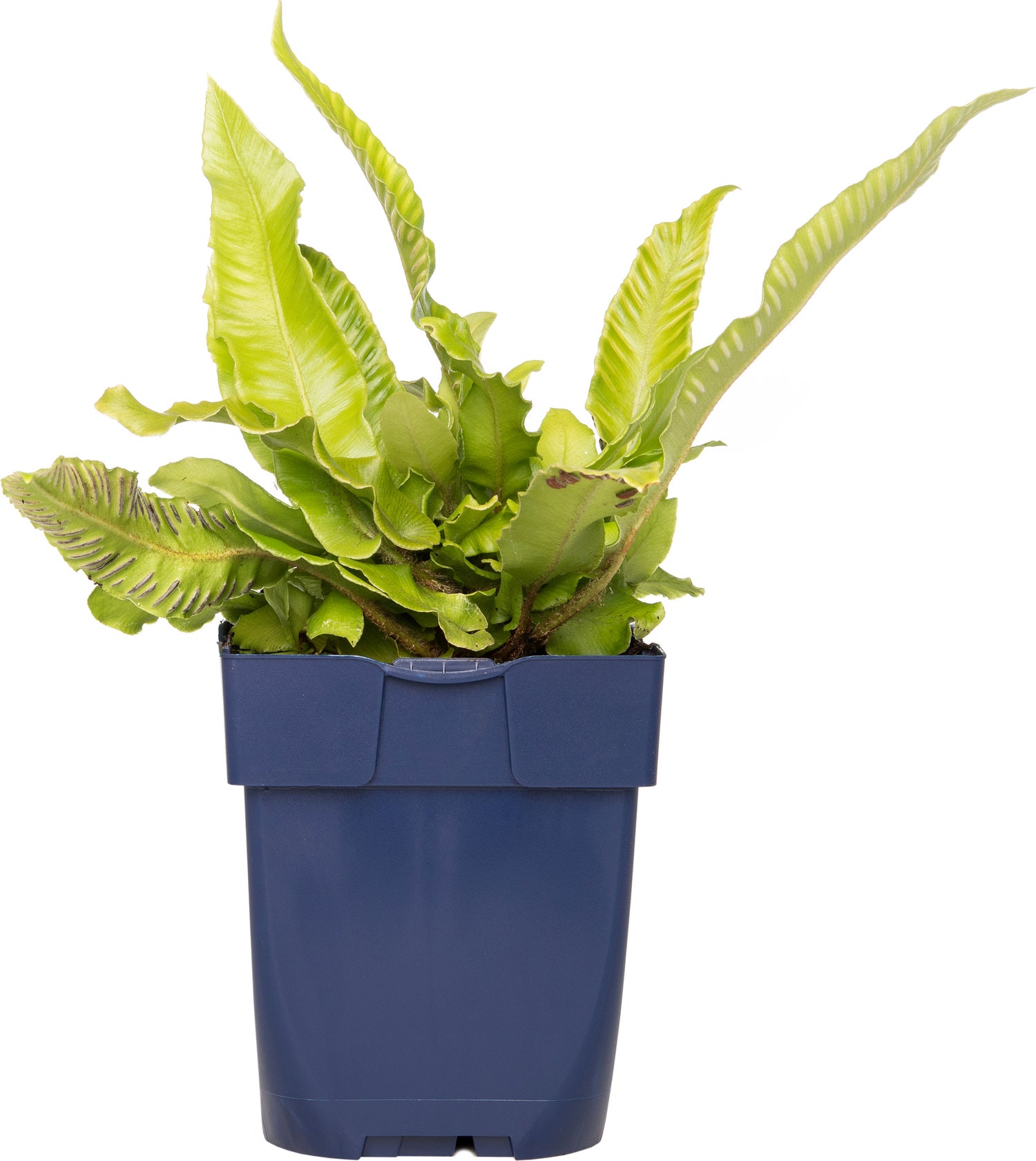 Nestvaren (Asplenium scolopendrium) D 11 H 10 cm