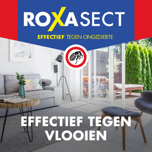 Roxasect Spuitbus Tegen Vlooien 300ML