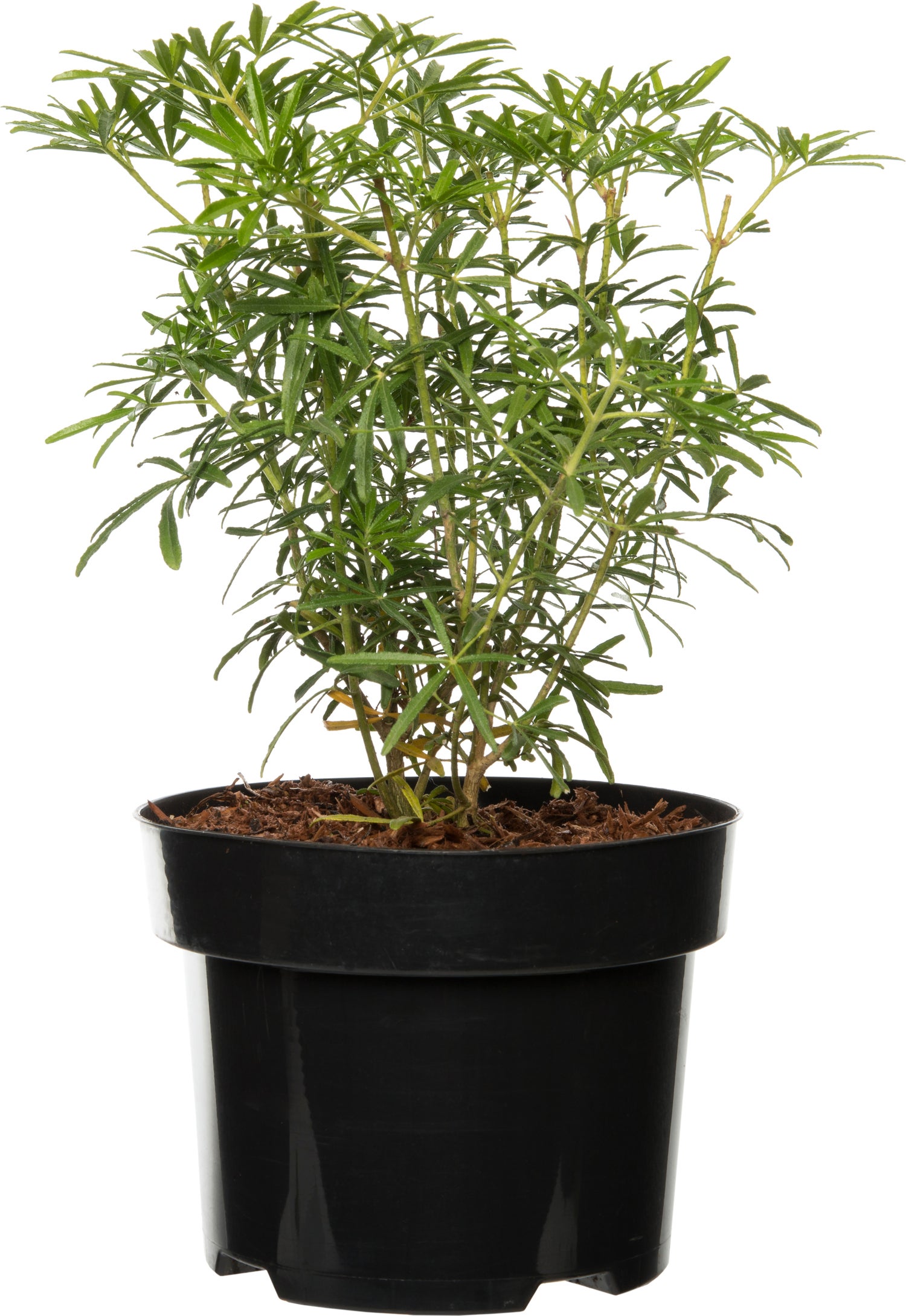 Mexicaanse Oranjebloesem (Choisya ternata 'White Dazzler') D 17 H 25 cm