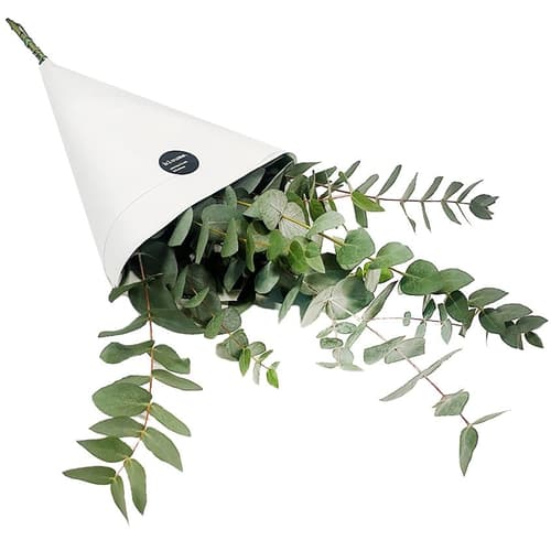 bluums. Eukalyptus Cinerea