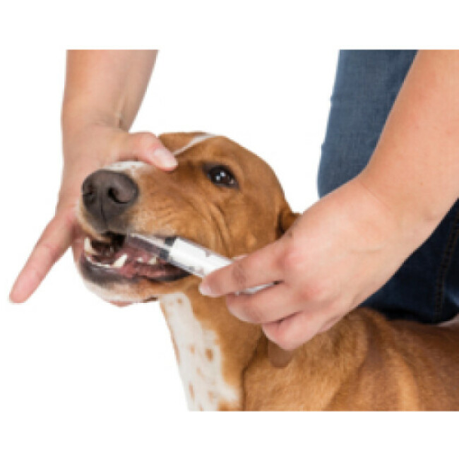 Kit de secours pour chien et chat