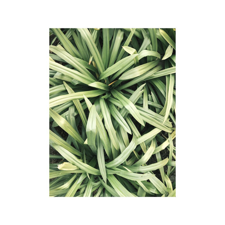 Less Is More Organic Body Wash Lemongrass
