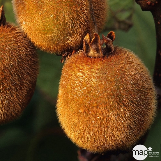 Kiwi chinensis 'Hayward' femelle bio : pot de 1,5 litres