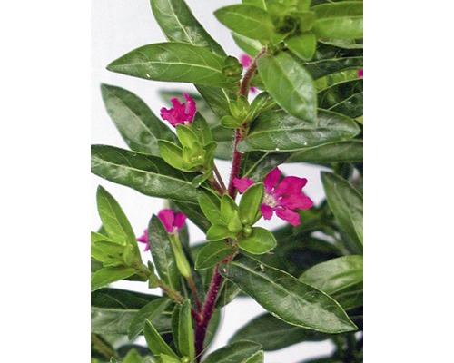 Japanse valse mirte Cuphea hyssopifolia Ø 11 cm pot