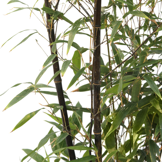 Bambou moyen phyllostachys nigra 150/200 cm: pot de 18 litres