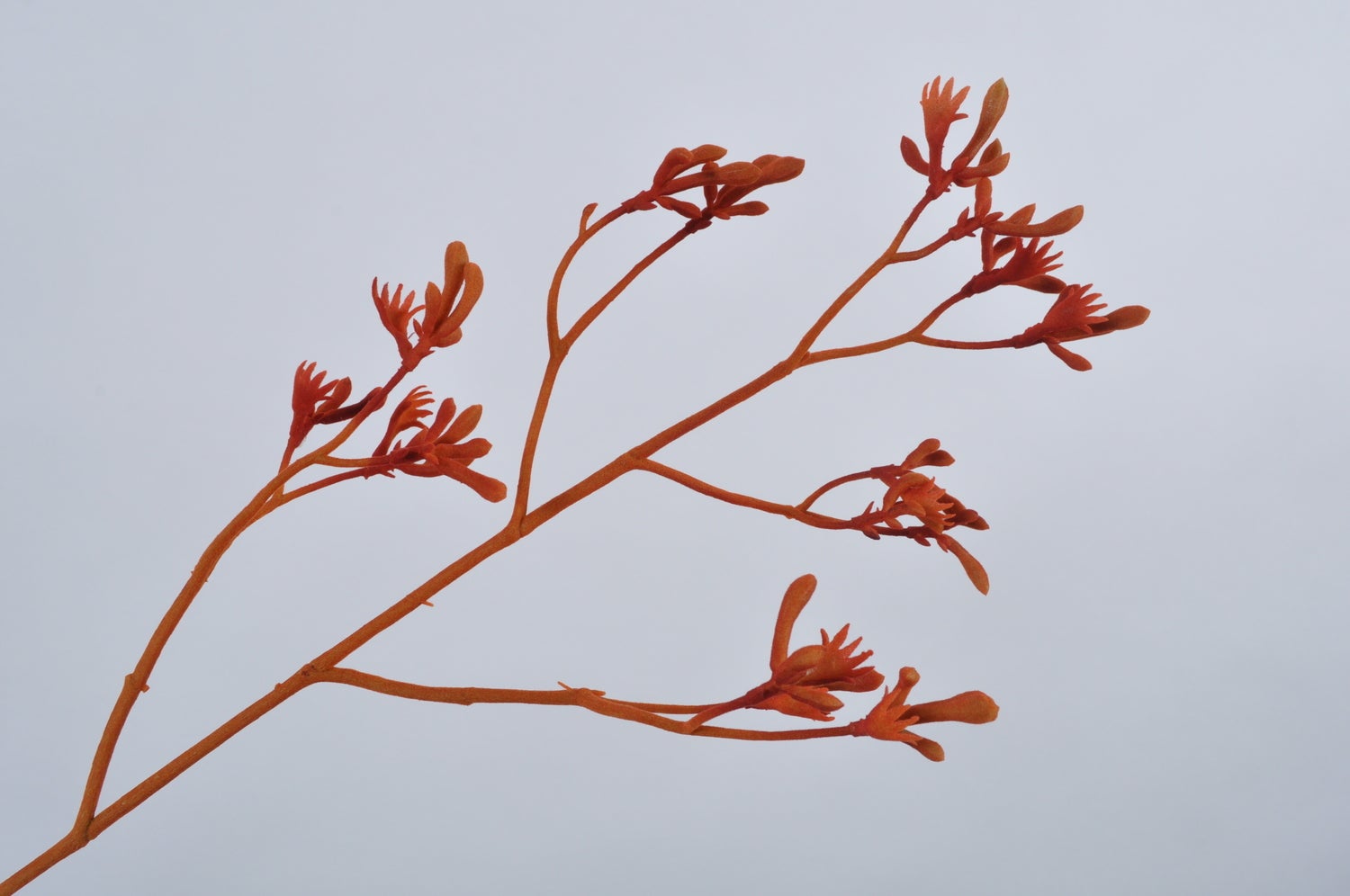 Silk-ka kunstbloem Kangoeroepootje oranje 72 cm