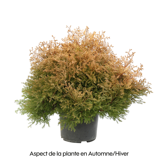 Thuya occidentalis Rheingold 30/40 : pot 3L