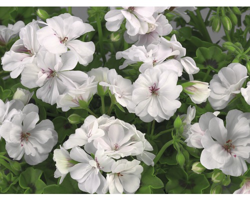 Hangende geranium FloraSelf Pelargonium peltatum Ø 10,5 cm pot willekeurige variëteitselectie