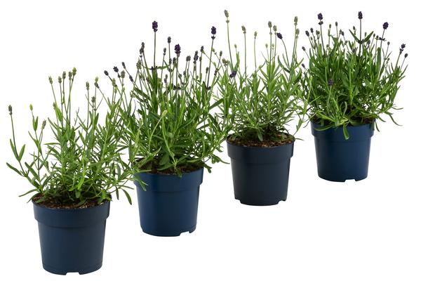 Lavendel-Set Lavendel-Vielfalt, 4-teilig
