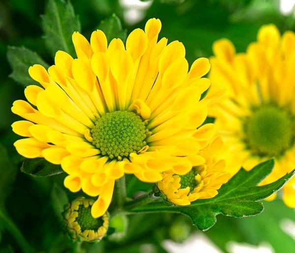 Chrysantheme 'Swifty', ca. 20-30 cm,