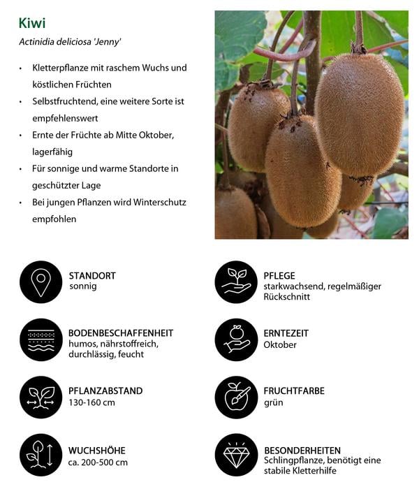 Bio Maulbeer-Feigen-Kiwi-Set Sommerobst,