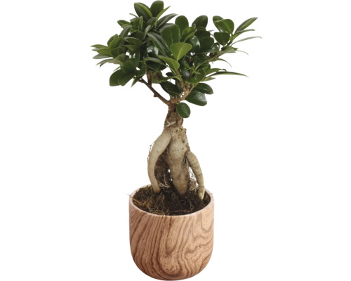 Chinese vijg FloraSelf Ficus microcarpa Ginseng Ø 11 cm pot incl. keramische plantenbak Sophia, assorti