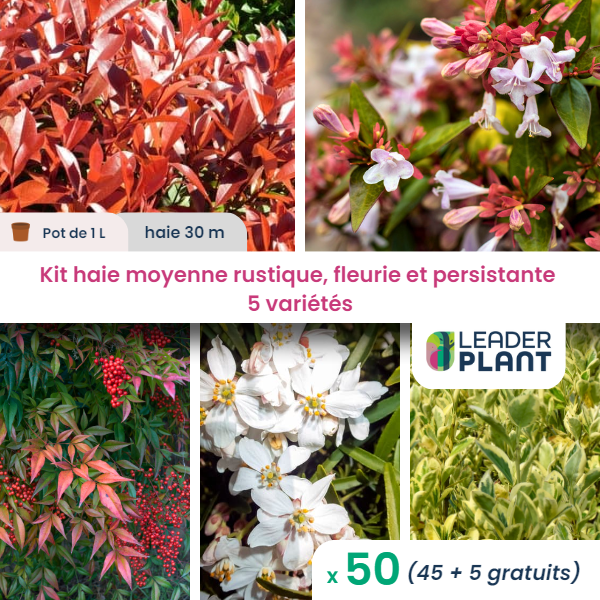 Kit haie moyenne rustique, fleurie et persistante– lot de 50 plants en pot de 1 l