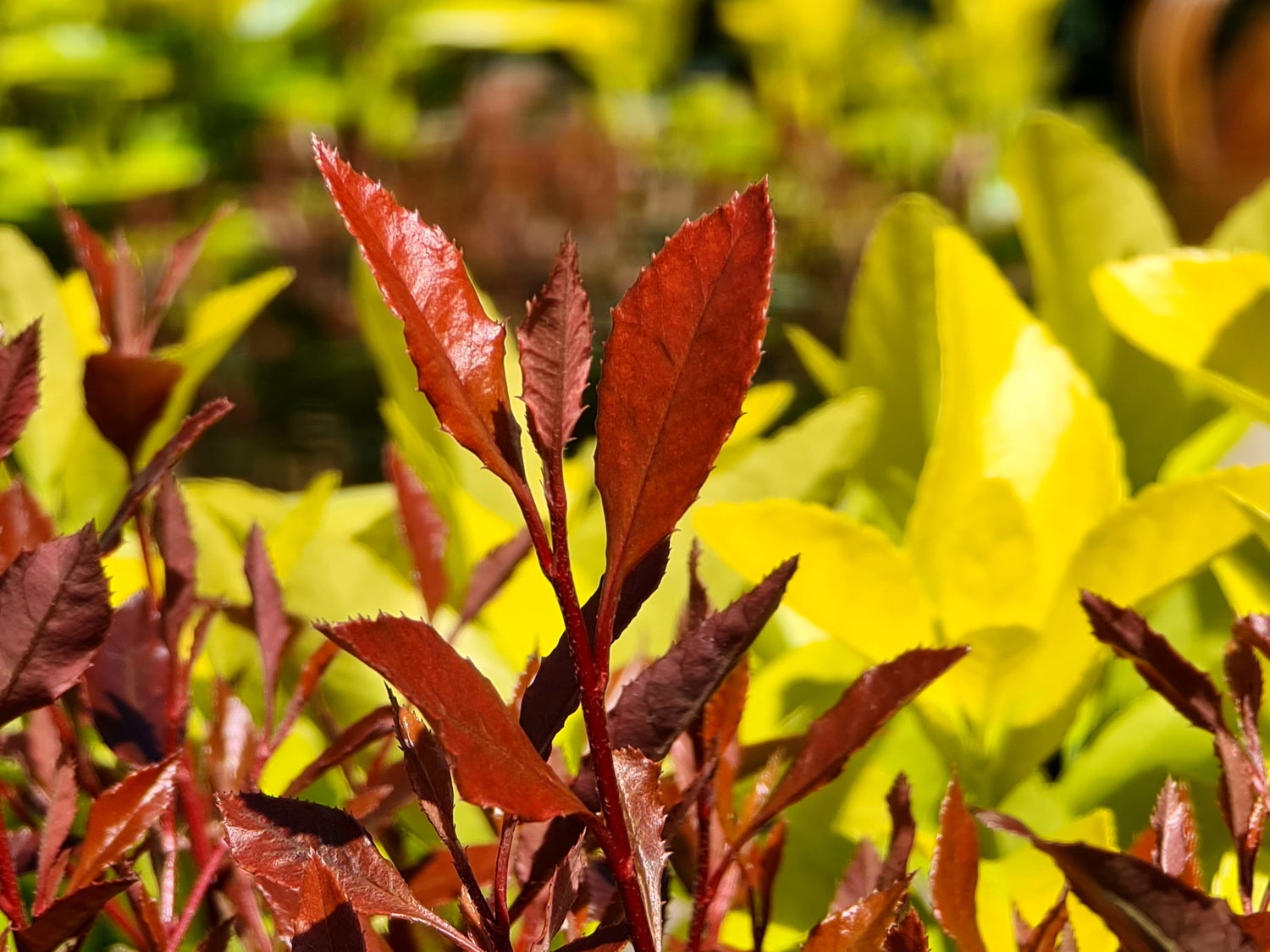 Glansmispel (Photinia x fraseri 'Chico') D 17 H 50 cm