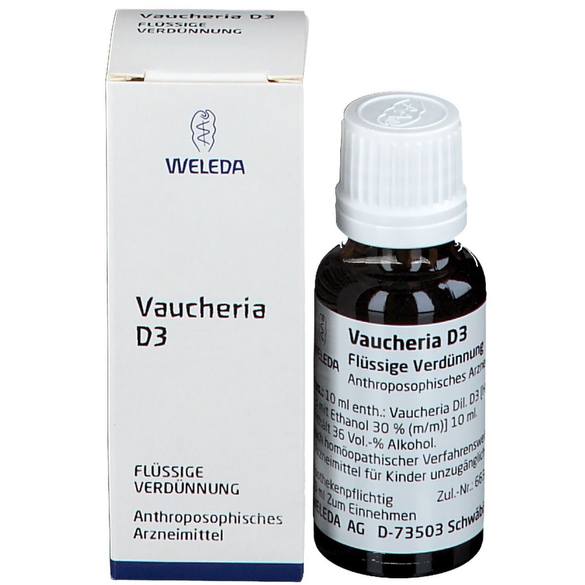 Vaucheria D3 Dilution