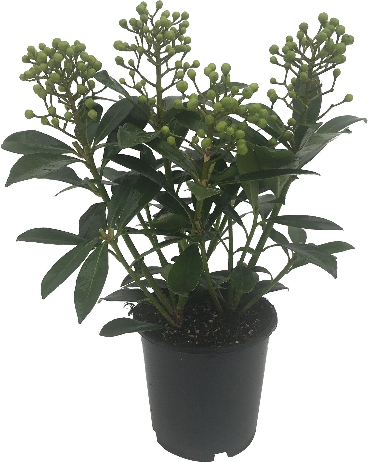 Skimmia (Skimmia japonica 'Finchy') D 15 H 30 cm