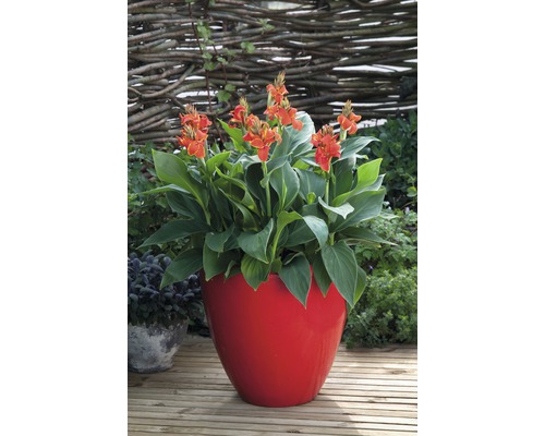 Indiase Canna (Canna indica) H 30-40 cm Ø 17 cm pot diverse soorten