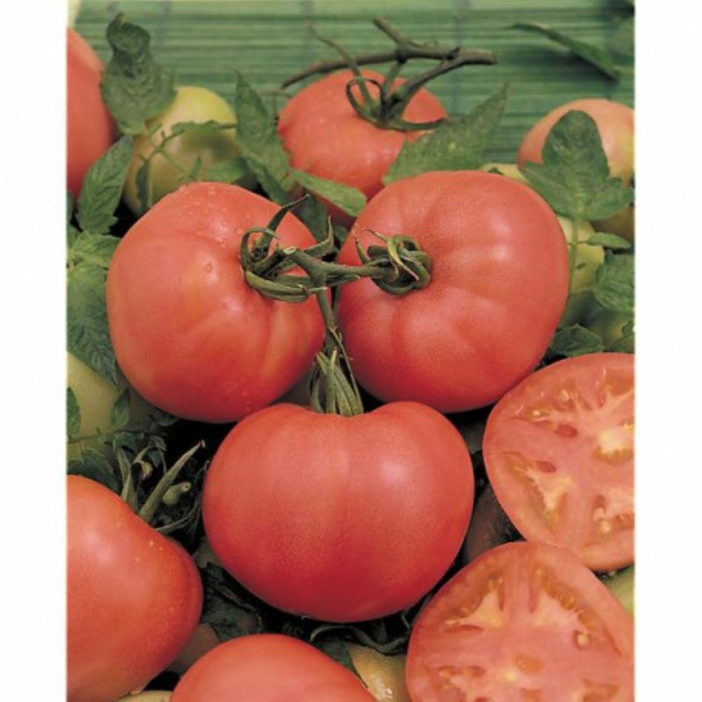 Sachet de graines de tomates rose de berne - sachet de 0,2 grammes - petite entreprise française - made in france