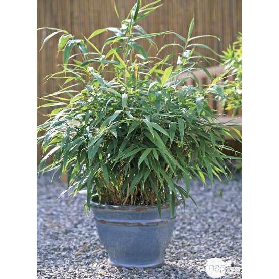 Bambou moyen pseudosasa metake 80/100 cm: pot de 12 litres