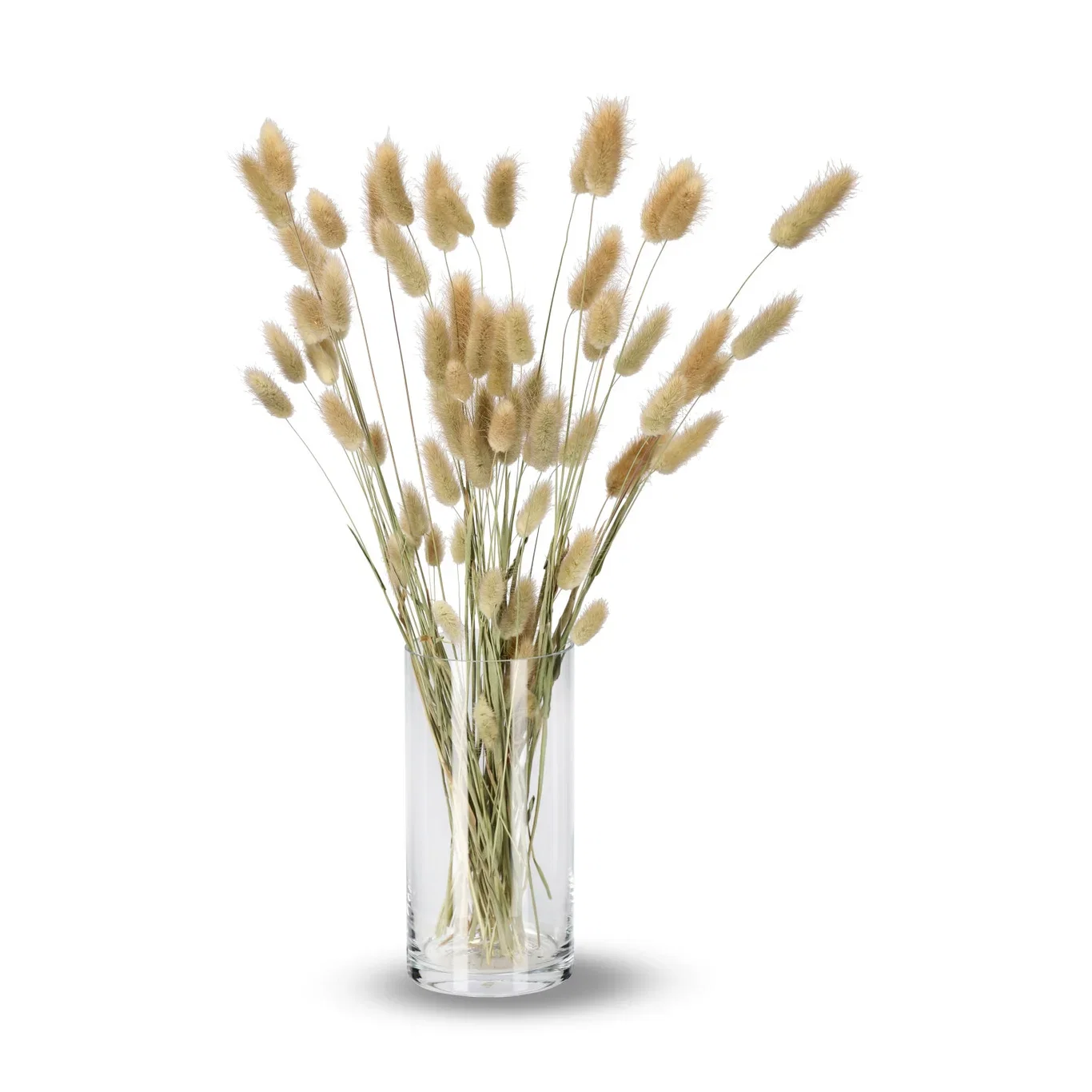 Lagurus Lengde 60 cm