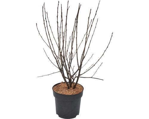 Appelbes, Aronia FloraSelf Aronia melanocarpa 'Autumn Magic' H 40-60 cm Co 4.5 L