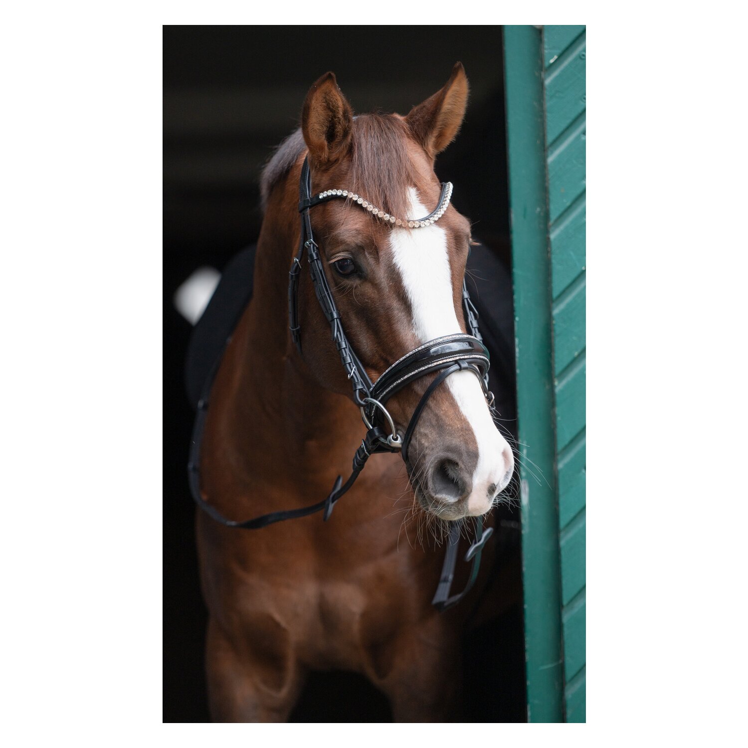 Cheval de Luxe Trensenzaum San Francisco  - schwarz