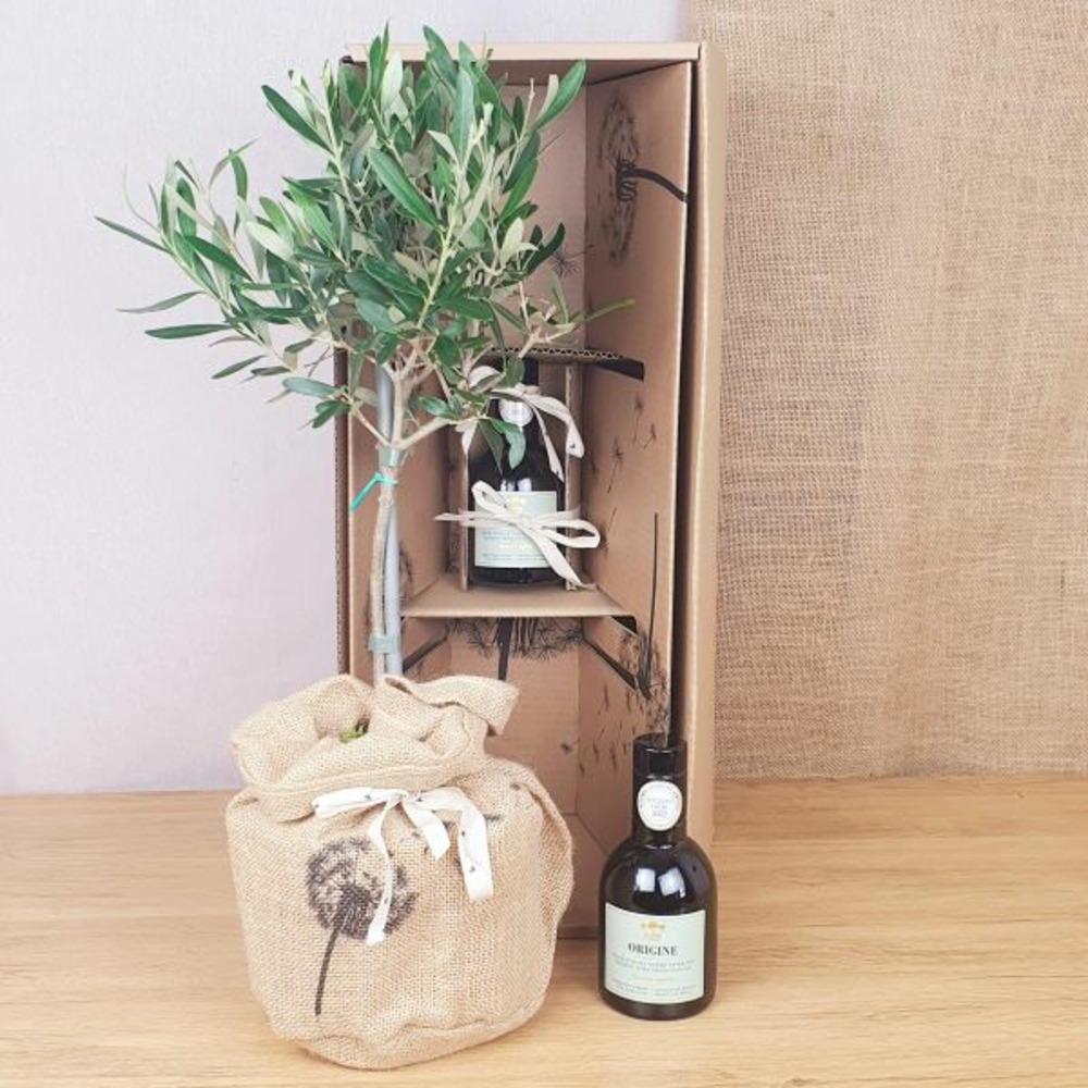 Coffret d'un grand olivier, avec son huile d'olive bio