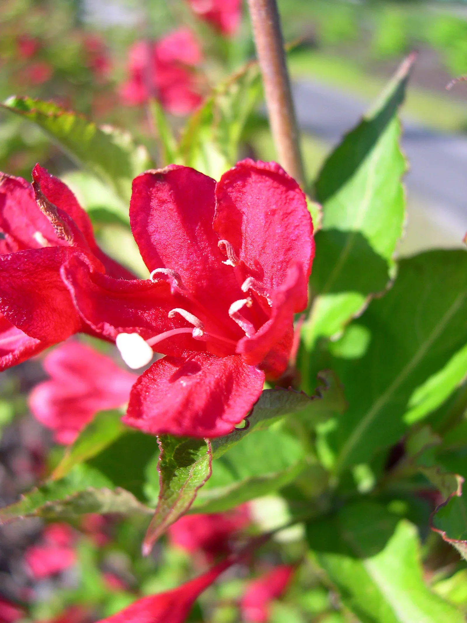 Weigela 'Red Prince' Klokkebusk 'Red Prince' Ø22 cm
