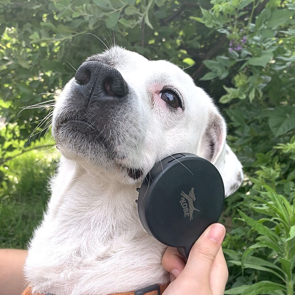 Kikkerland - Spa Kit Til Hunde - Kobe - 4 Dele