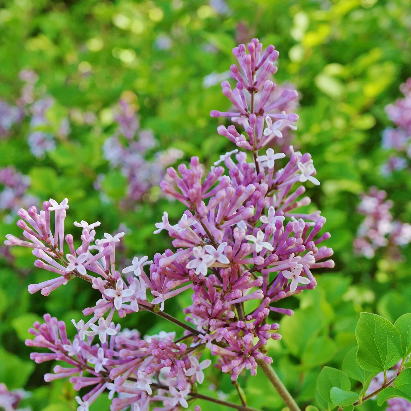 Syringa (Bloomerang-Serien) BLOOMERANG® PINK PERFUME ('Pink Perfume') Syrin BLOOMERANG® PINK PERFUME Ø19 cm