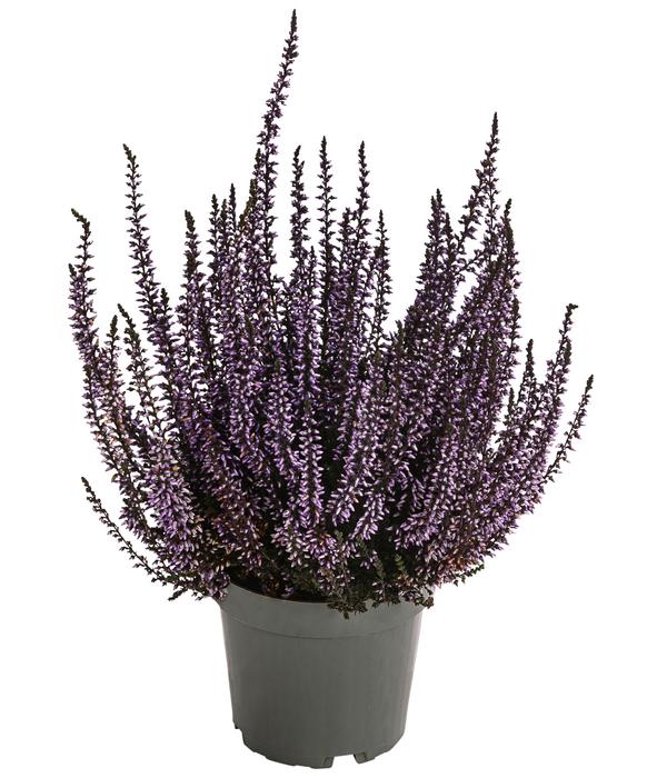 Knospenheide, gefärbt, verschiedene Farben