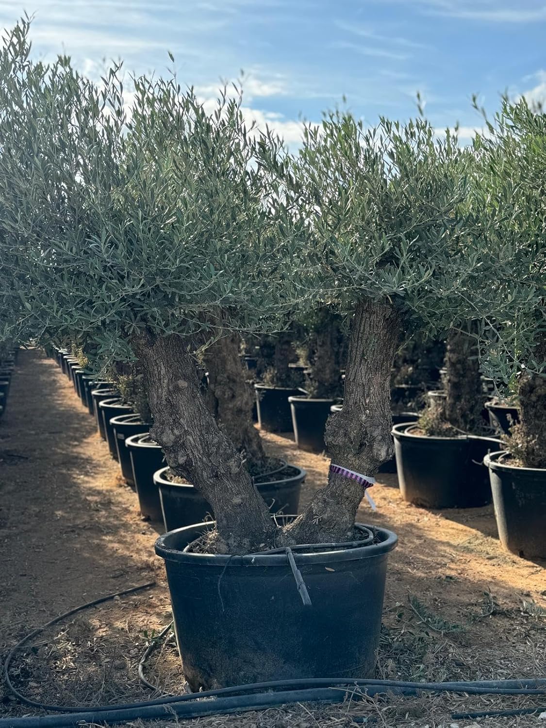 Sunny Tree - Zweistämmiger Olivenbaum - Olea Europaea - Winterharte Olvenbaum Bonsai 250 cm - 100 Jahre alter Olivenbaum - Fruchttragend