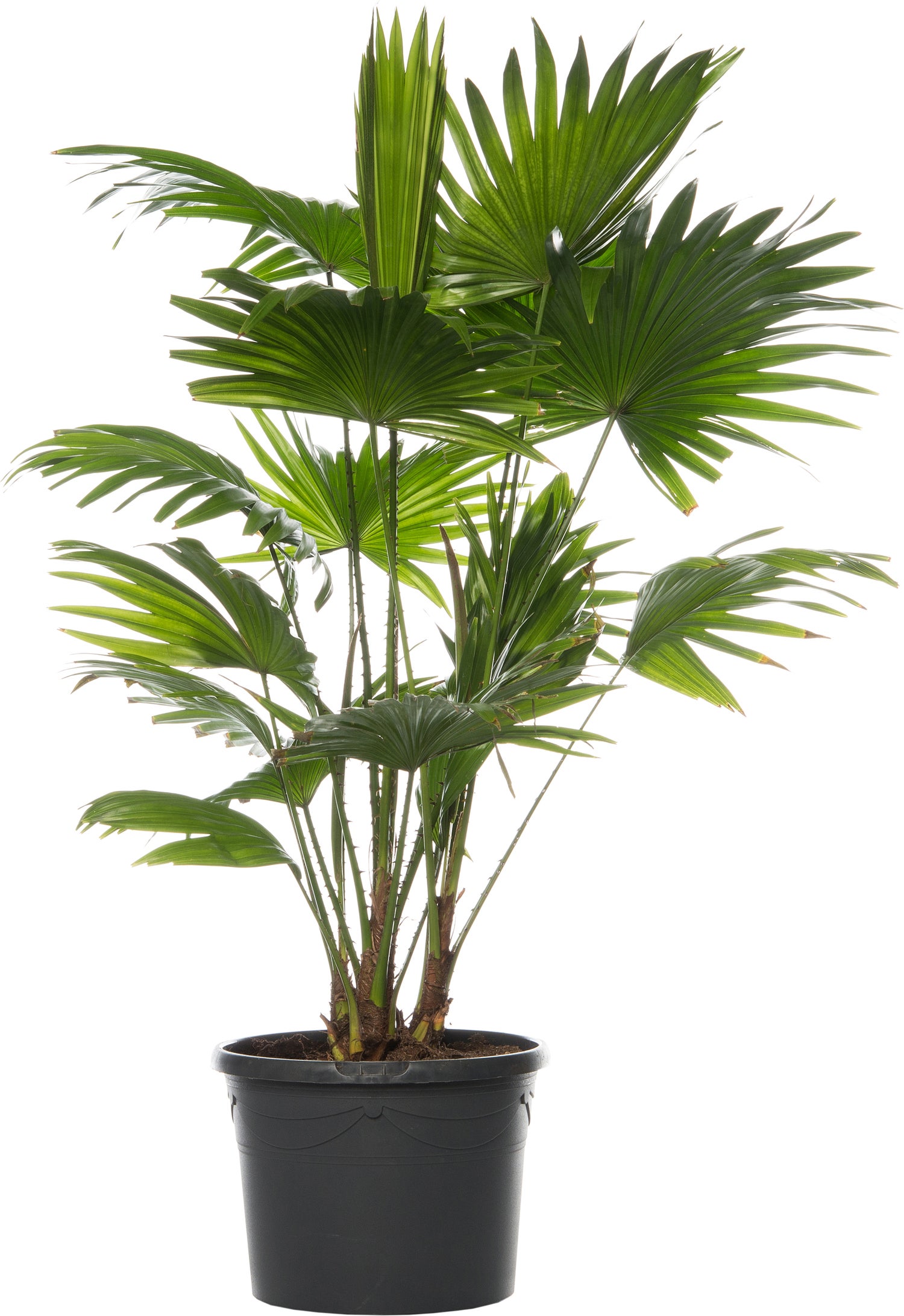 Waaierpalm (Livistona rotundifolia) D 21 H 65 cm