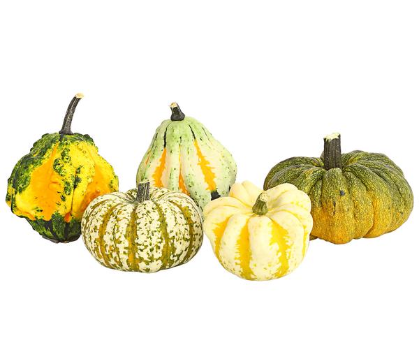 Zierkürbis-Set, ca. Ø12-17 cm, verschiedene