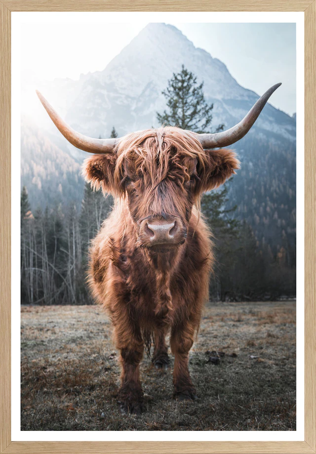 Bönninghoff Bild mit Rahmen »Hochlandrind« Kuhbilder 1 Stk. tlg. BxH: 50x70 cm