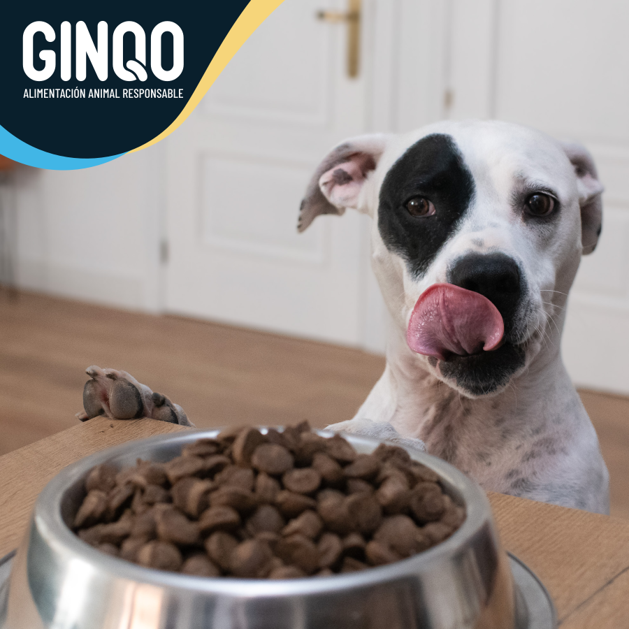 GINQO PARA CÃES ADULTOS: HIPOALERGÊNICO, SEM CEREAIS E SUSTENTÁVEL. FEITO COM PROTEÍNA DE INSETOS.