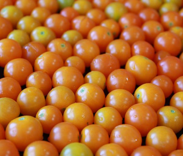 Cherrytomate 'Sungold'