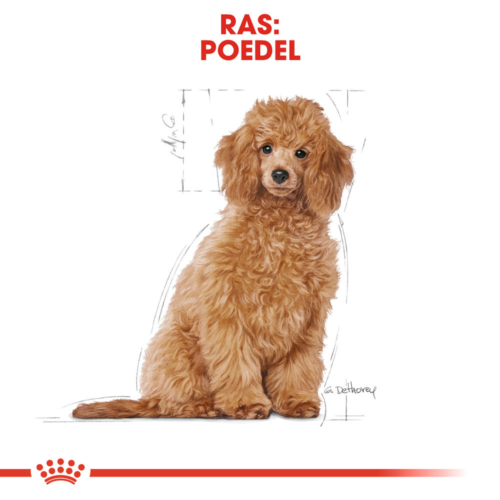 Royal Canin Poodle Puppy - Hondenvoer